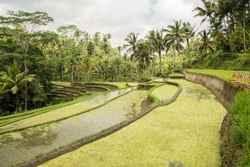 campo de arroz en bali