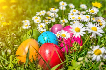 Colorful Easter eggs in grass with daisy flowers