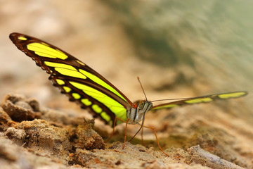 Tropical butterfly