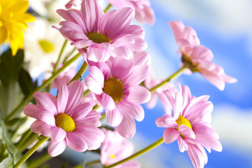 Beautiful spring flowers on blue sky background