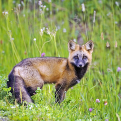 Red Fox in summer meadow