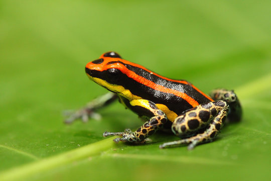 Poison Dart Frog
