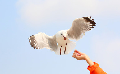 Feeding the flying seagulls.