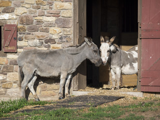 A Pair of Miniature Donkeys: A pair of miniature donkeys with noses touching near the entrance to their stall
