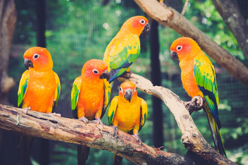 Portrait of blue-green-and-yellow amazon's parrot - in dark and