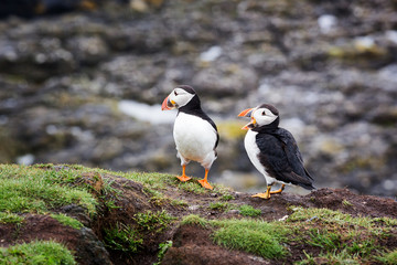 Puffins