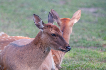 Two fallow deer.