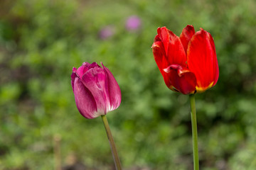 Obraz premium two red Tulips on background of green grass
