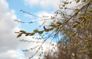 willow branches