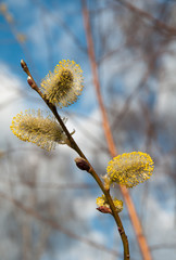 willow buds