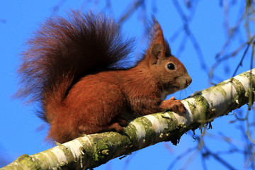 Eichhörnchen im Frühjahr