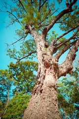 Under the Giant tree. tree roots and sunshine in a green forest