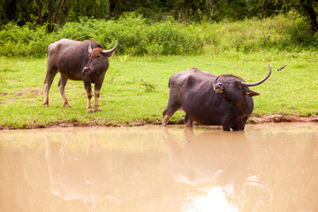 Water buffalo at Yala national park, Sri Lanka
