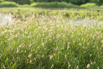 wildflowers On The Field