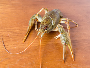 Live a green crayfish to be at the table
