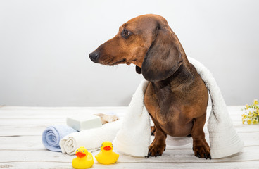 Dachshund dog in studio on white wooden table