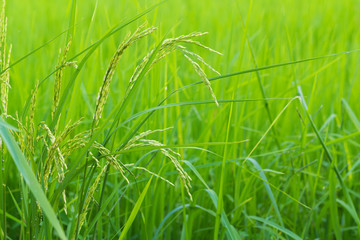 Rice Field