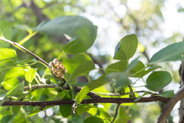 Nature and wedding rings