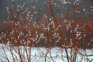 Woolly willow bud - Palm Sunday symbol in early spring near ice river