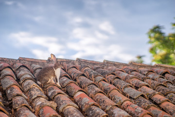 Camouflaged Hare on Housetop