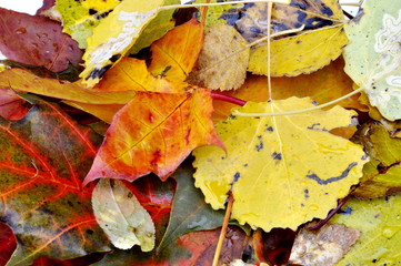 Different autumn colored, leaves laying on the ground