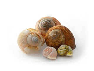 five snail's conch