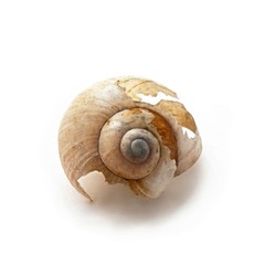 broken snails conch