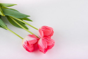 Nice bouquet of pink tulips on white table