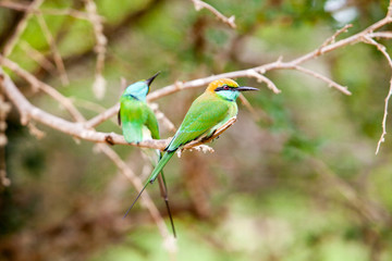Green bee-eater 
