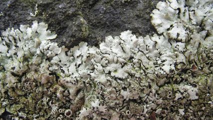 Fungus on Rock Abstract. New York State, Fahnestock State Park
