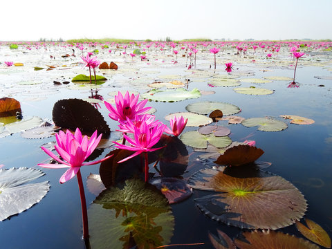 Fototapeta Red lotuses bloom during season in the famous red lotus Lake in Udon Thani, Thailand.
