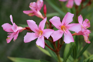 laurier-rose