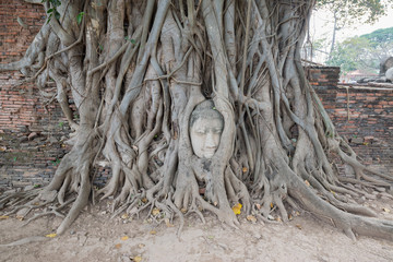 Head of Buddha statue in the tree roots at Wat Mahathat temple, Ayutthaya, Thailand