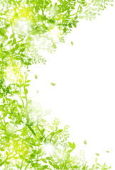 光りと緑の葉 ハガキサイズ 