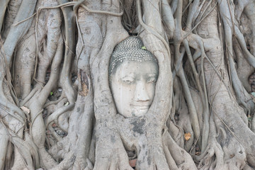 Head of Buddha statue in the tree roots at Wat Mahathat temple, Ayutthaya, Thailand