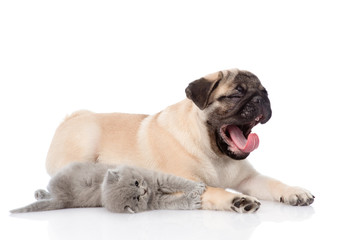 yawning  pug puppy and tiny kitten together. isolated on white b