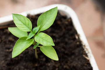 Sweet basil sprout from the plant