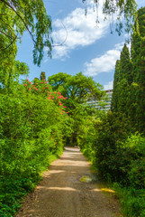 Blooming spring plants
