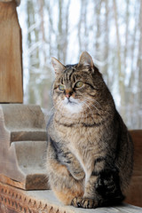 Cat sitting on the window