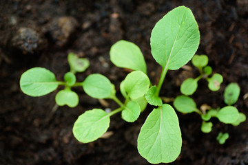 Sprout of Chinese cabbage in pots for planting