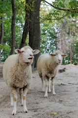 Sheep  on a background of the forest