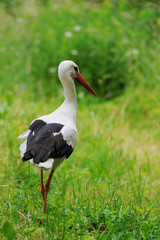 Fototapeta premium Stork in a field