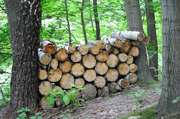 heap of fresh trunks in a forest