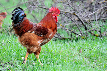 Rooster cock on green meadow