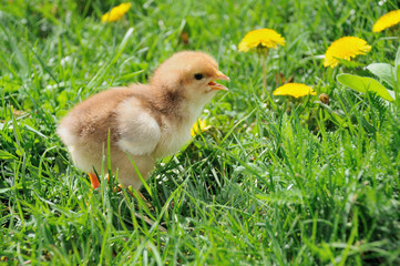 Little chicken on the grass