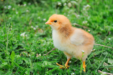 Little chicken on the grass