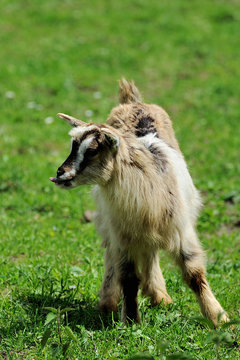 Goat in meadow.