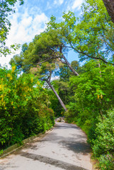 Blooming spring plants