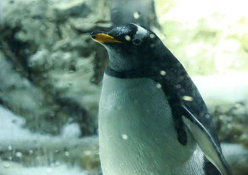 上を向くペンギン