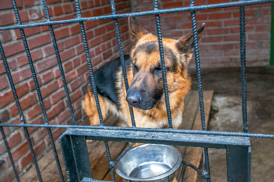 German top shepherd cage